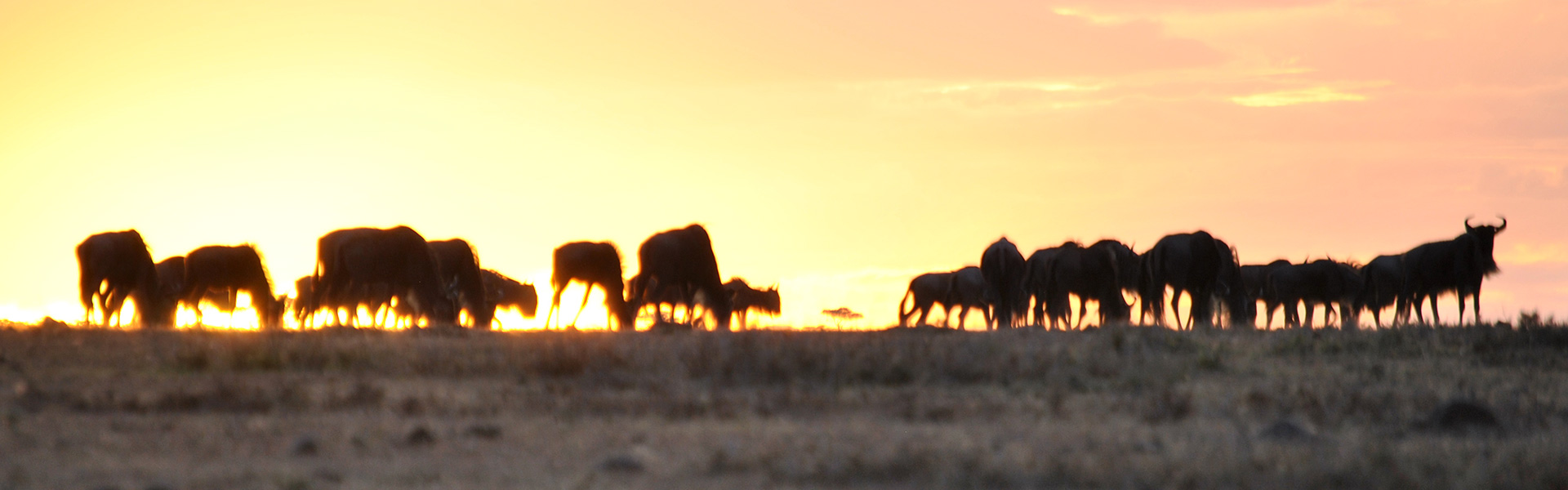 2014-kenya-masai-mara-naboisho-photo-anne-k-simonsen