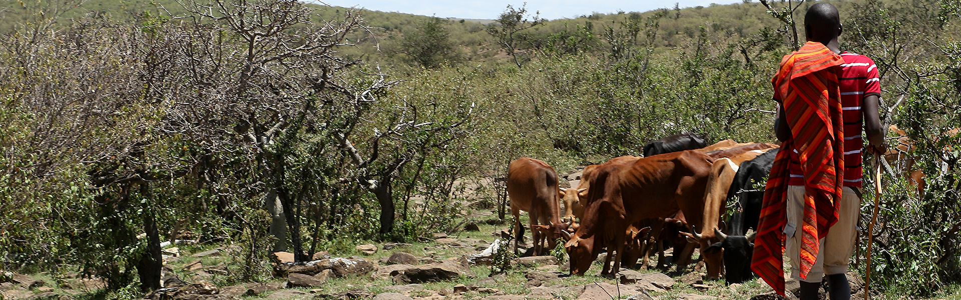 kenya-masai-mara-naboisho-concervancy-life-stock